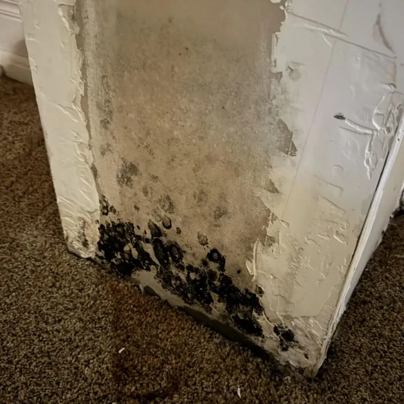 Professional Mold Removal in Cutlerville, MI